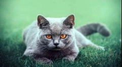 Kdo so britanske mačke: opis pasme, njene značilnosti in sorte