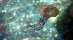 Ki so tak črevesje-sreče?