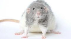 Krispska pasma rat rex: opis in značilnosti