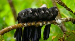 Kukavica (photo): ta čarovnik patring in preobleka