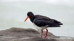 Kulik-štirideset spremenljiv