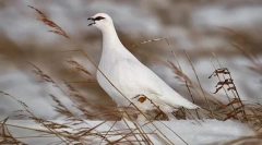 Parend bele mugion russ