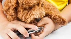 Kremplji in roza za kremplje