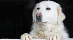 Kuvas (photo): neverjetno lepa in razvodarja psa