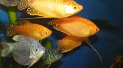 Labirintska riba za domače akvarij: seznam in značilnosti vsebine