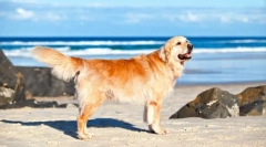 Labrador retriever (fotografija): nepresišnja energija in neskončnost