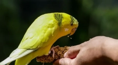 Parrotno poslastica, ki ljubijo parrots