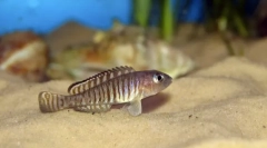 Nneolamprolog ocellatus lamprol