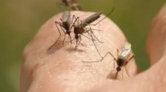 Svetilke za uničenje letečih žuželk