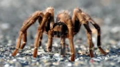 Paws spider: število in funkcije