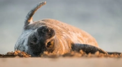 Zgoraj navedene živali