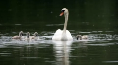 Swans