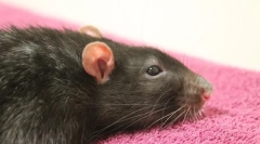 Zdravljenje abscesa pri podganah, simptomih in vzrokih pojava