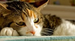 Zdravljenje mačjega hepatitisa