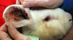 Zdravljenje kuncev iz ušesa tick