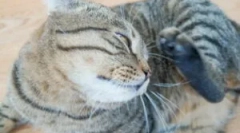 Zdravljenje broške iz mačk