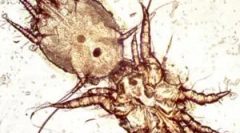 Zdravljenje ušesnih klopov v mačkah