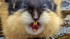 Lemming