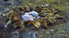 Lemmings - skoči iz klifov