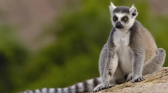 Lemur