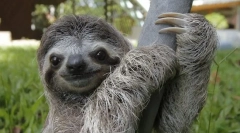 Sloth