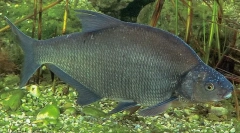 Bream black amur
