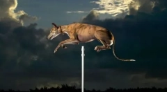 Flying die: zabavna zabava