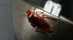 Ali ščurki letijo?