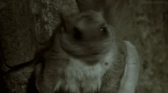 Črke: zanimiva dejstva o bojnih beljakovinah