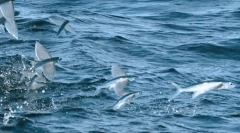 Fly riba - čudež narave