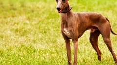 Pomoč (fotografija): elegantna in igriva najljubša kraljevska plemstvo