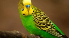 Lezginka, ki jo je izvedel parrots: video, kjer perje izvedejo poglobni ples