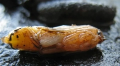 Licenterije voznikov