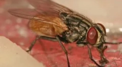 Muh ličinke v človeku