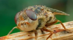 Ličinke ovsa v človeškem telesu in živali