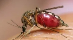 Rumena mrzlica, denga in zika, ki jo nosijo komarji