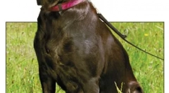 Limfom in levkemija pri psih