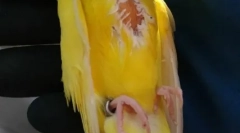 Lipoma parrot, vzroki, zdravljenje