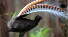 Lyrebird