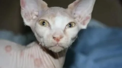 Mačke: vzroki in zdravljenje