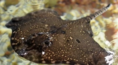 Lisersko morje ali bodeča