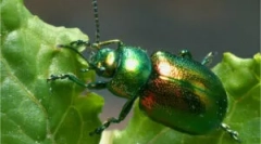 List: opis in poškodba