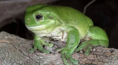 Corolovopali zakon zgodovina