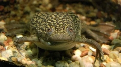 Žaba shorth je gladka