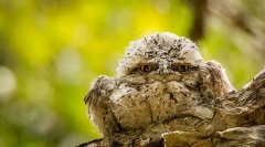 Flagshorot. Družina ptic