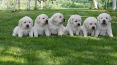 Najljubše pasme psov iz američanov: ducat najboljših