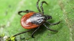 Radovana dejstva o klopi