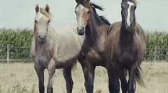 Konji: zanimiva dejstva o najbolj plemenitih živalih 🐎