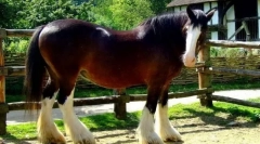 Konji-težki tovornjaki