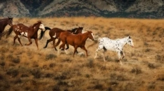 Konji v divjih živalih